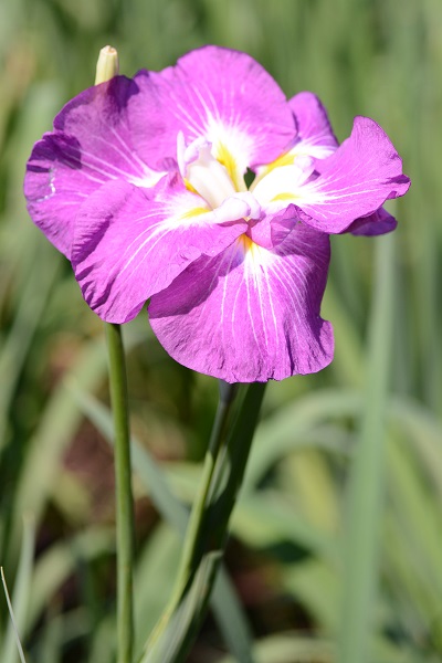 神楽女湖 花菖蒲鑑賞へ！_b0277008_8231857.jpg