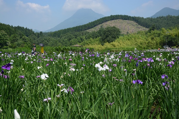 神楽女湖 花菖蒲鑑賞へ！_b0277008_8235671.jpg