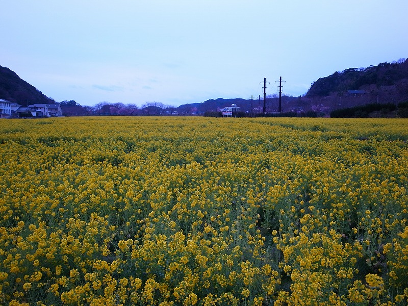 河津桜と菜の花畑_b0021211_10111531.jpg