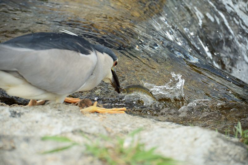 鴨川のサギ オイカワ婚姻色出ました~!!!_f0032011_19474929.jpg