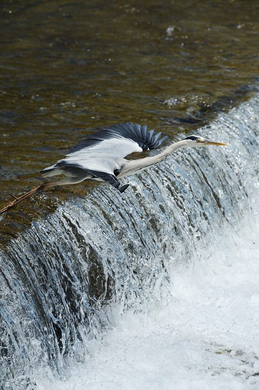 鴨川のサギ オイカワ婚姻色出ました~!!!_f0032011_1949178.jpg