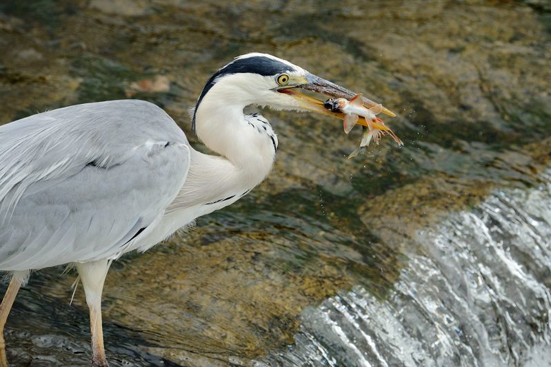 鴨川のサギ オイカワ婚姻色出ました~!!!_f0032011_19531480.jpg