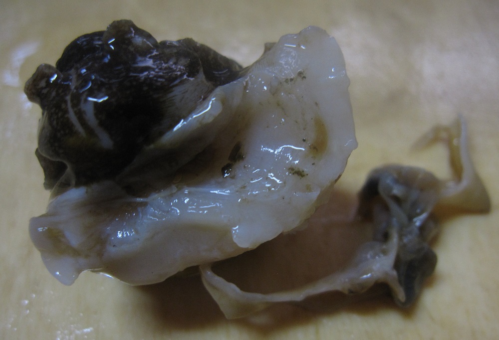 c0094218_9572429.jpg