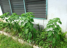 a0043520_22422577.jpg