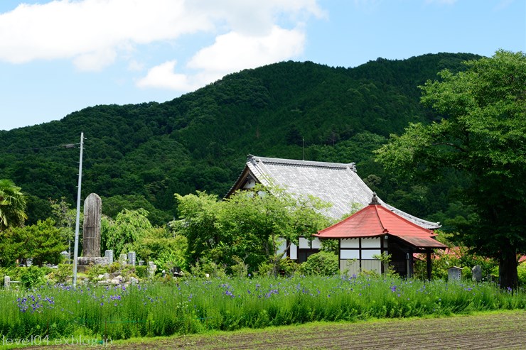 長瀞 多宝寺 ～桔梗～ 1_d0319222_10043.jpg