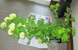 蘭のガラス花器 ミント_c0165824_15485940.jpg
