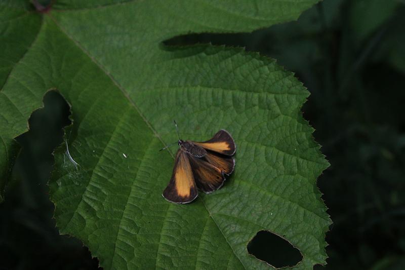 d0054625_2261055.jpg