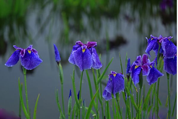 田植花とは_c0104227_20305974.jpg