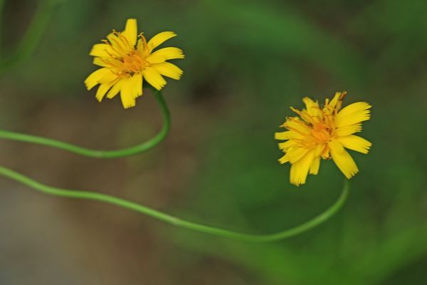 田植花とは_c0104227_2044375.jpg