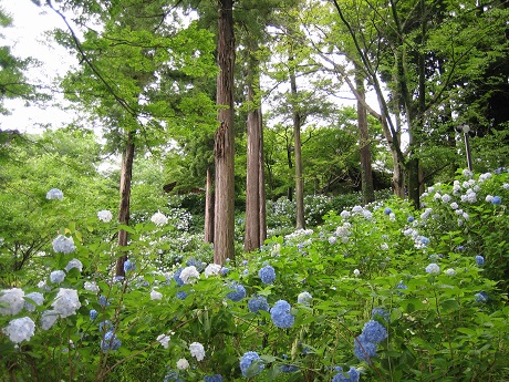 筑波山と紫陽花とセキュリティの変更_b0100229_16322497.jpg