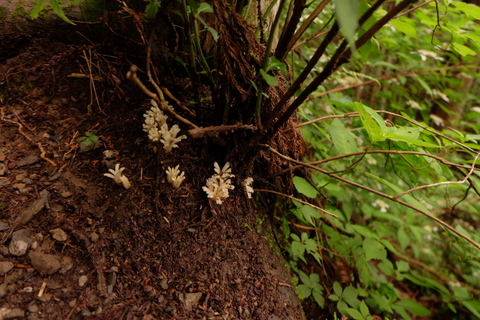 蕨山　〜6月21日(土)〜　その①_b0281732_5394516.jpg