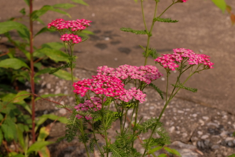 蕨山　〜6月21日(土)〜　その①_b0281732_5424339.jpg