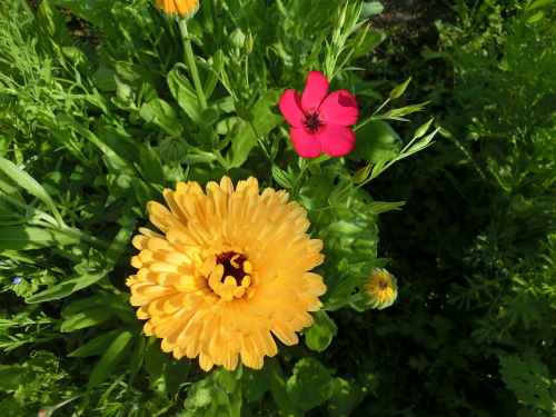 ワイルドフラワー畑 種まきから約２ヶ月 たのしい園芸