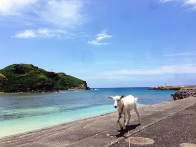 7月1日 今日も暑い与那国島!_b0158746_1646163.jpg