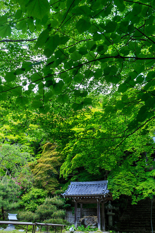 新緑の金蔵寺_f0155048_21344049.jpg