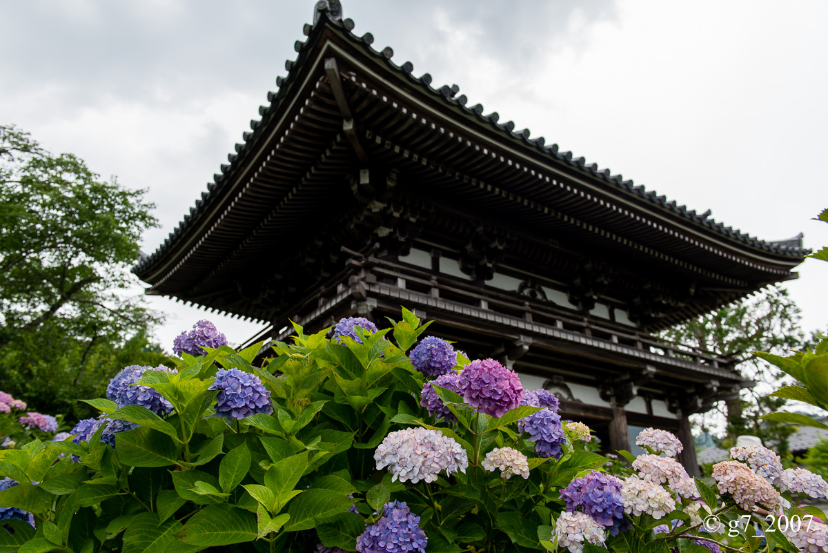 丹波あじさい寺　丹州観音寺　〜前編〜_f0152550_230426.jpg