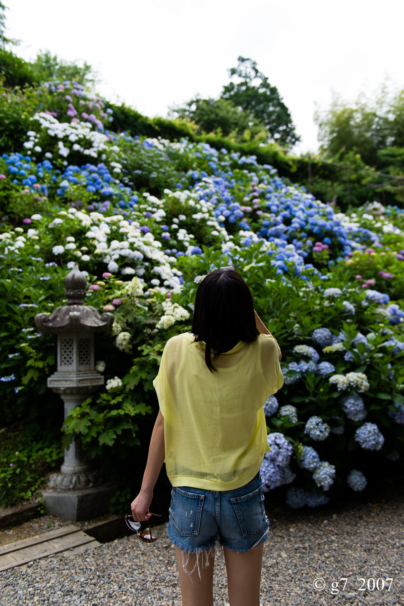 丹波あじさい寺　丹州観音寺　〜前編〜_f0152550_2311931.jpg