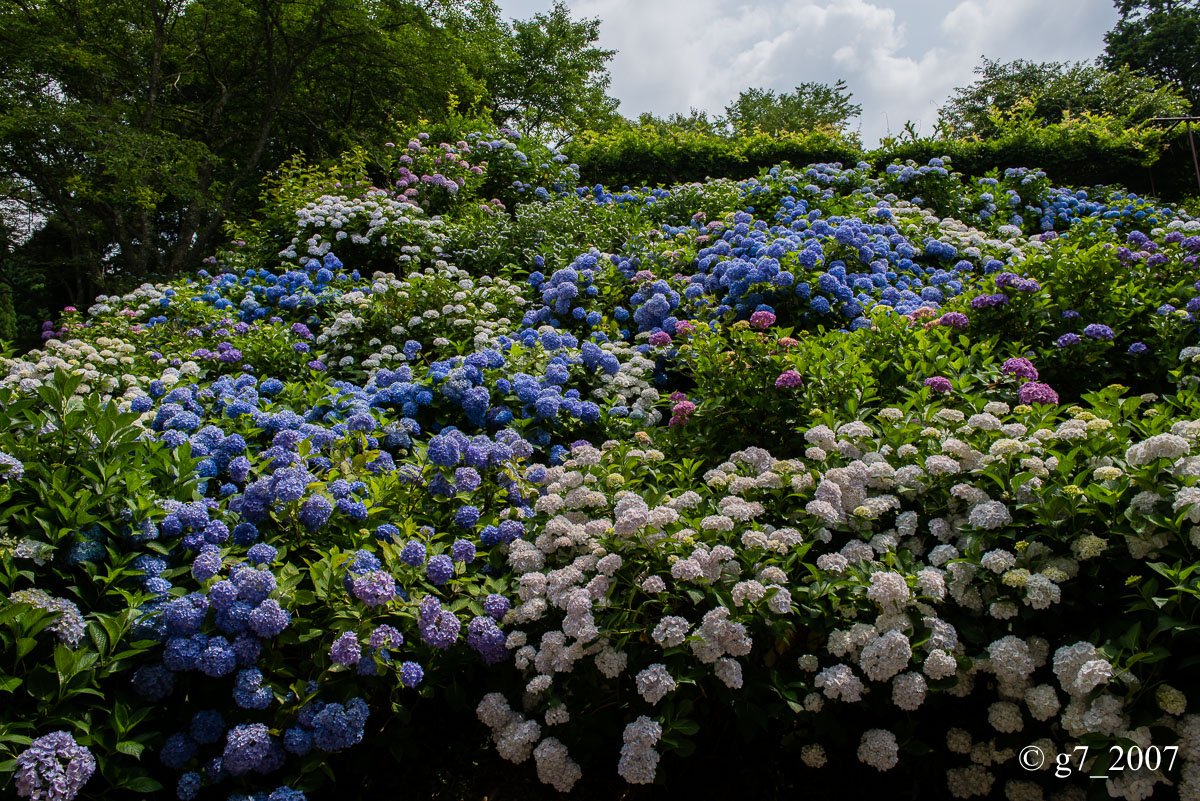 丹波あじさい寺　丹州観音寺　〜前編〜_f0152550_2321496.jpg