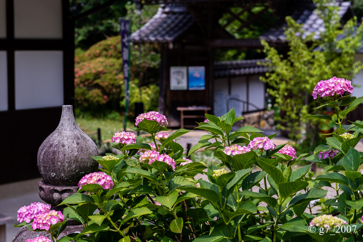 丹波あじさい寺　丹州観音寺　〜前編〜_f0152550_232309.jpg