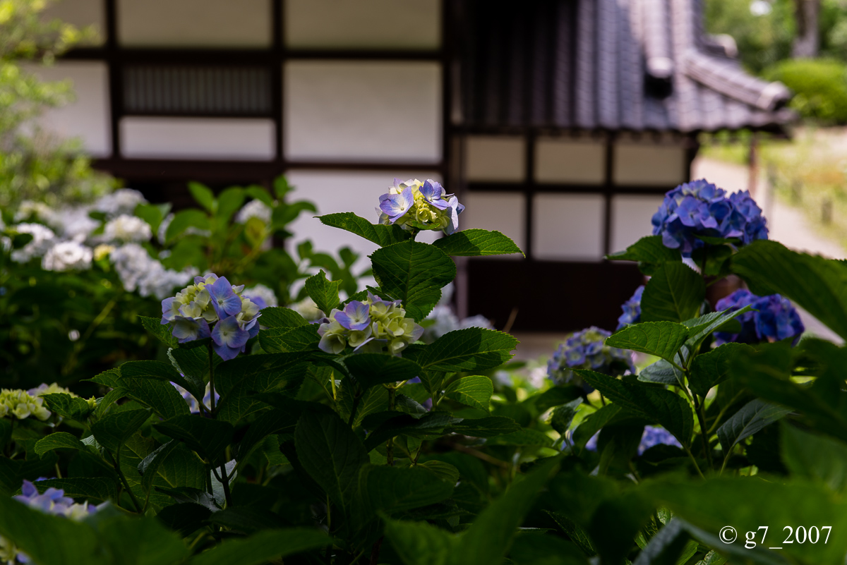 丹波あじさい寺　丹州観音寺　〜前編〜_f0152550_2325854.jpg