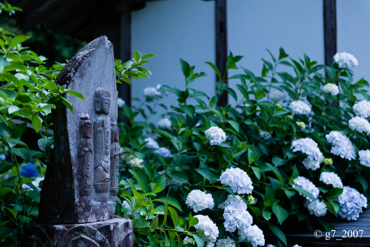 丹波あじさい寺　丹州観音寺　〜前編〜_f0152550_234863.jpg