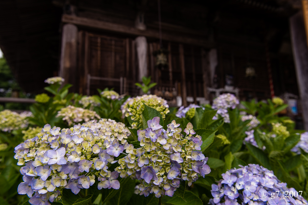 丹波あじさい寺　丹州観音寺　〜前編〜_f0152550_2364011.jpg