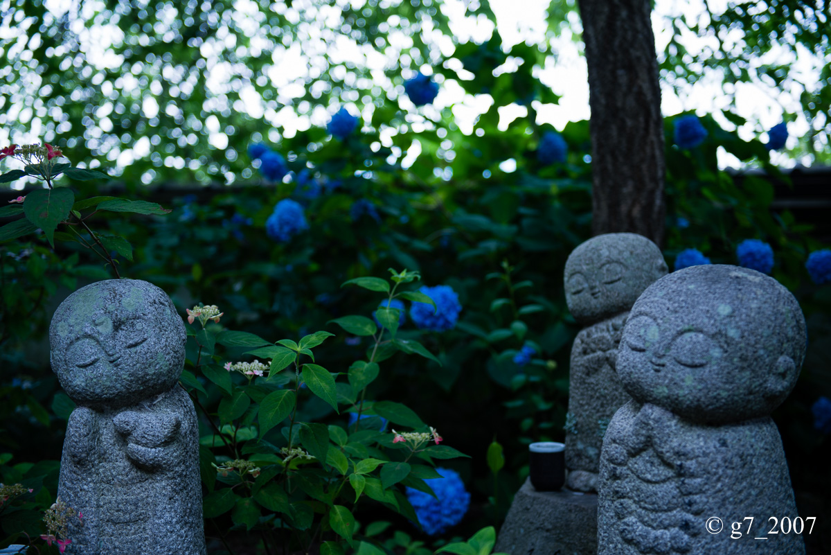 丹波あじさい寺　丹州観音寺　〜前編〜_f0152550_236926.jpg