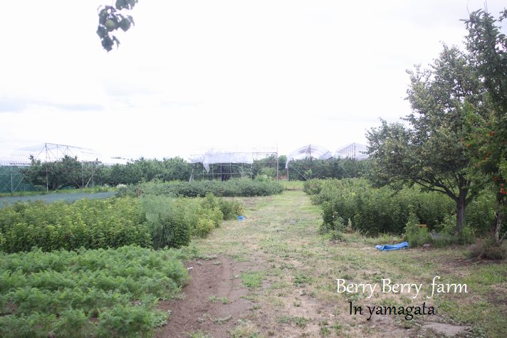 新しい自家製酵母探しの旅、in 山形No1_c0162653_13124859.jpg