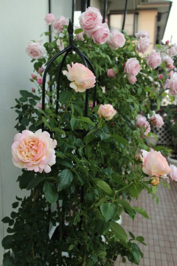 ペッシュ ボンボン とハーゲンダッツ白桃ラズベリー La Rose 薔薇の庭