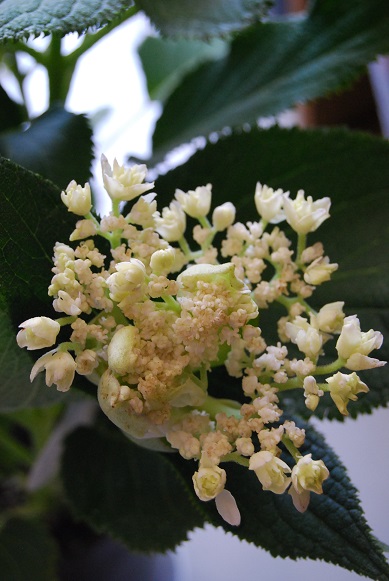 グズマニアお中元にいかがですか?_a0201358_18465069.jpg