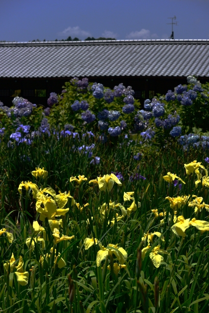 加茂花菖蒲園_ 001   2014.06.29_d0187359_7305521.jpg