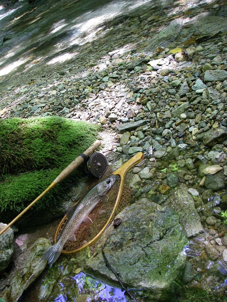 親分岩魚がお見舞いに・・・？！_f0212059_2182733.jpg