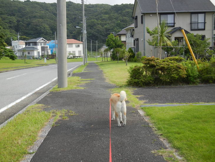 ’14,7,1(火)愛ちゃんの下がった尻尾が気になるけど!_f0060461_9383491.jpg