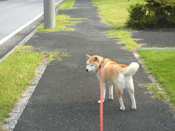 ’14,7,1(火)愛ちゃんの下がった尻尾が気になるけど!_f0060461_939393.jpg