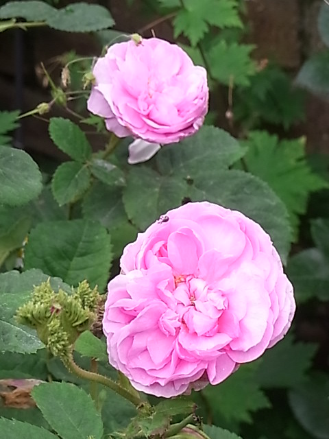 つゆ雨の中でバラを咲かせることはできるのか 花のある暮らし つゆ雨の中でバラを咲かせることはできるのか 花のある暮らし
