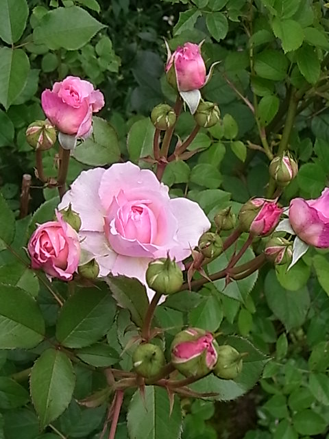 つゆ雨の中でバラを咲かせることはできるのか 花のある暮らし つゆ雨の中でバラを咲かせることはできるのか 花のある暮らし