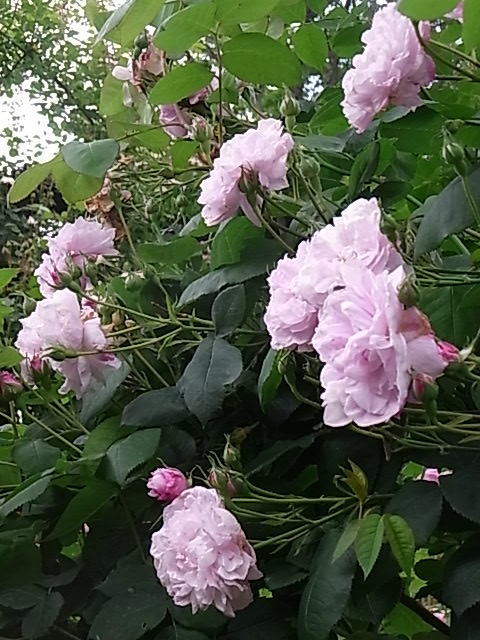 つゆ雨の中でバラを咲かせることはできるのか 花のある暮らし つゆ雨の中でバラを咲かせることはできるのか 花のある暮らし