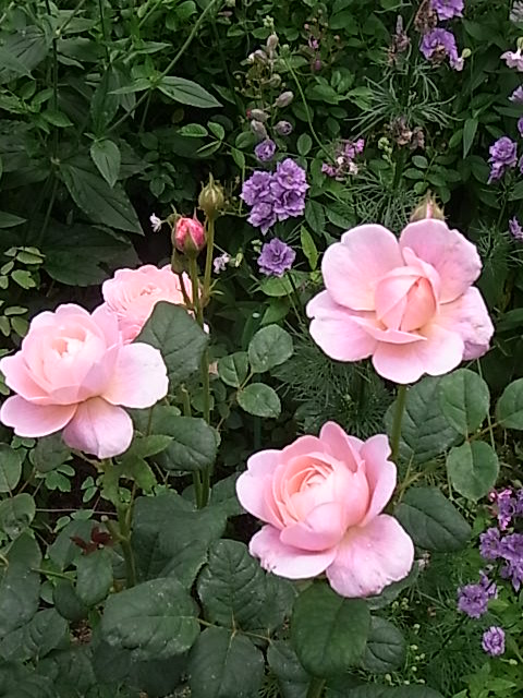 つゆ雨の中でバラを咲かせることはできるのか 花のある暮らし つゆ雨の中でバラを咲かせることはできるのか 花のある暮らし