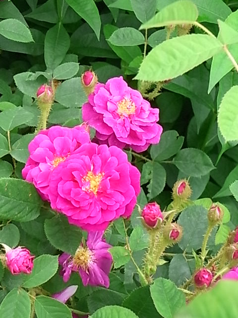つゆ雨の中でバラを咲かせることはできるのか 花のある暮らし