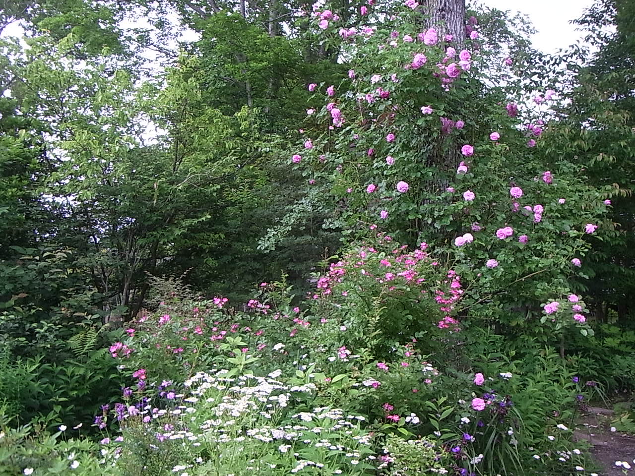 つゆ雨の中でバラを咲かせることはできるのか 花のある暮らし