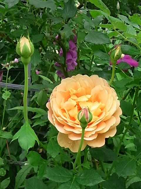 つゆ雨の中でバラを咲かせることはできるのか 花のある暮らし