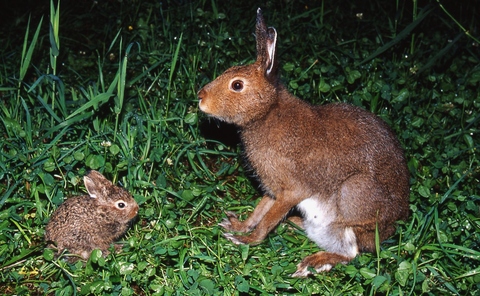 授乳は真夜中 サロベツ発 富士元寿彦