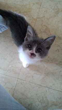 Kitten._c0153966_913046.jpg