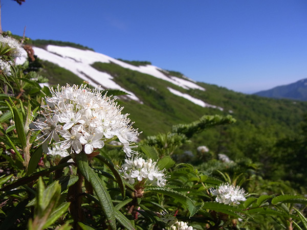 赤岳～小泉岳　天空のお花畑へ　2014　アサヒヒョウモンに会いたくて…前編_f0054366_12261978.jpg