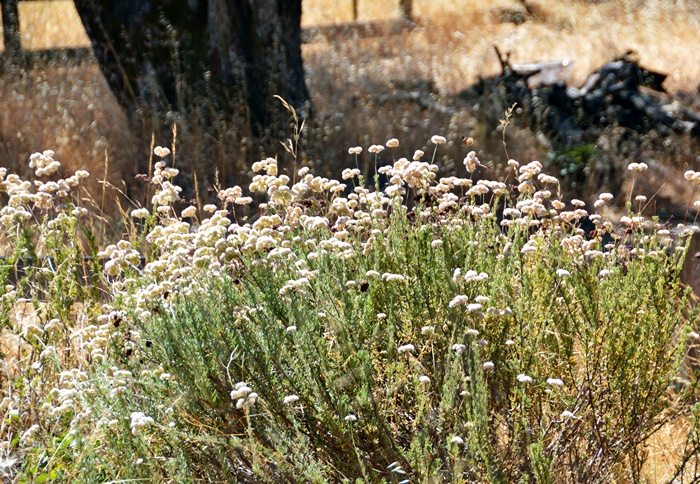 California Hillside_a0126969_5572786.jpg