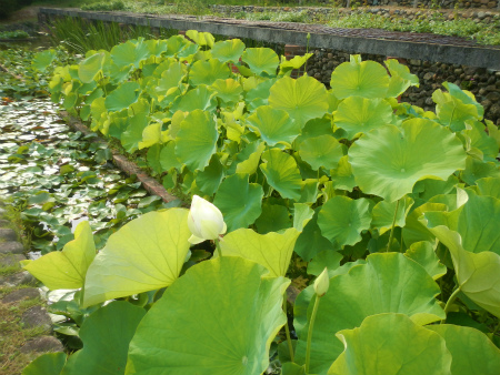 半田山植物園～津島遺跡_b0056570_0293019.jpg