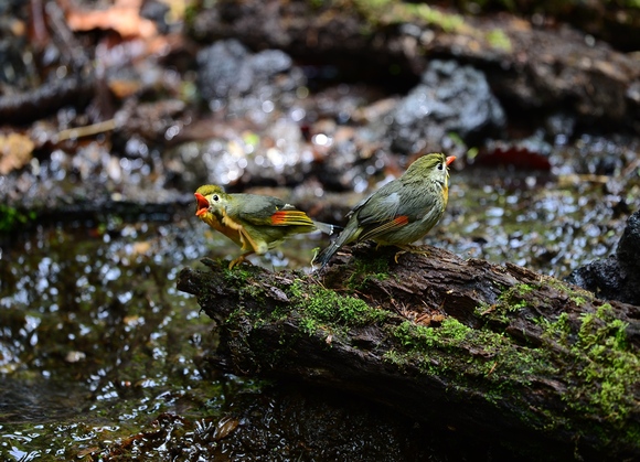 早いもので・・・在庫ソウシチョウ。_d0157380_21253374.jpg