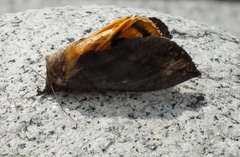 b0192588_1131271.jpg