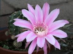 b0192588_11321237.jpg