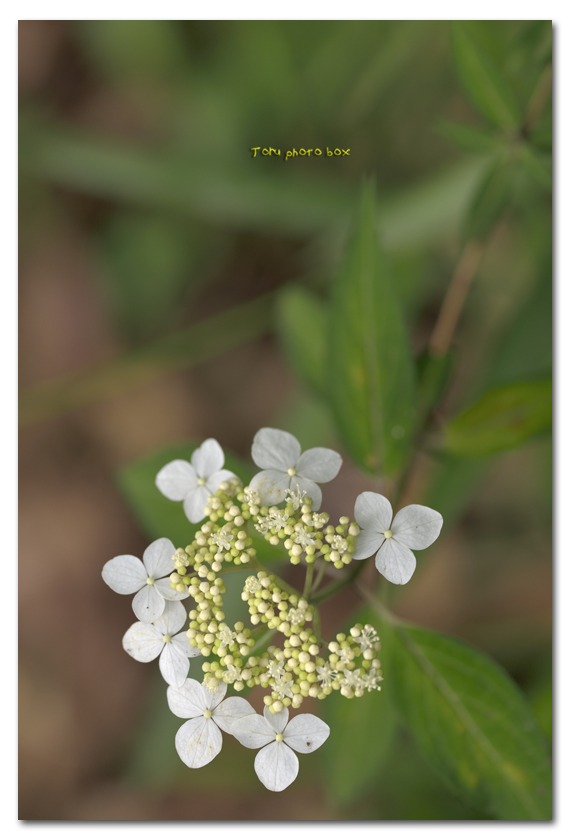 山紫陽花  　天城甘茶_a0157696_21322196.jpg